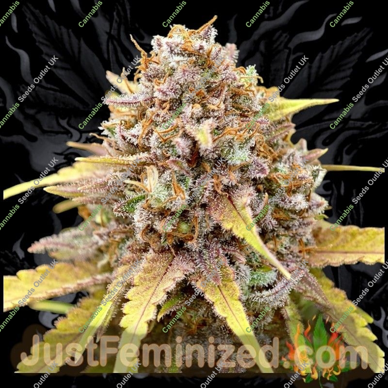 Buy Pineapple Chunk Strain | Cannabis With Pineapple Chunk Genetics