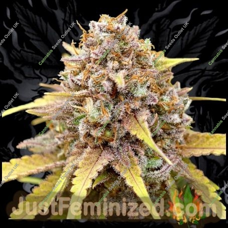 Pineapple Chunk Marijuana Strain by Just Feminized For Sale Online at Cannabis Seeds Outlet