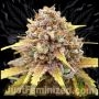 Pineapple Chunk Marijuana Strain by Just Feminized For Sale Online at Cannabis Seeds Outlet