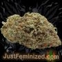 Just Feminized Pineapple Chunk Smoke Buds Weed Ganja Skunk Dope Pot Images Pics Nuggets