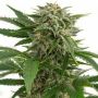 Bubba Kush Auto Female Outlet Cannabis Seeds