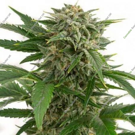 Bubba Kush Auto Feminized Marijuana Strain by Our Own Weed Breeders For Sale Online at Cannabis Seeds Outlet