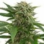 Bubba Kush Auto Feminized Marijuana Strain by Our Own Weed Breeders For Sale Online at Cannabis Seeds Outlet