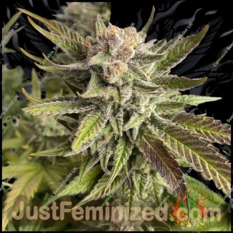 Platinum Gorilla Cookies Auto Marijuana Strain by Just Feminized For Sale Online at Cannabis Seeds Outlet