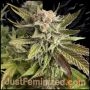 Platinum Gorilla Cookies Auto Marijuana Strain by Just Feminized For Sale Online at Cannabis Seeds Outlet