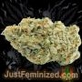 Just Feminized Platinum Gorilla Cookies Auto Smoke Buds Weed Ganja Skunk Dope Pot Images Pics Nuggets