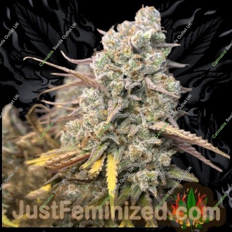 Platinum Gorilla Cookies Marijuana Strain by Just Feminized For Sale Online at Cannabis Seeds Outlet