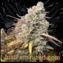 Platinum Gorilla Cookies Marijuana Strain by Just Feminized For Sale Online at Cannabis Seeds Outlet