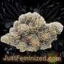 Just Feminized Platinum Gorilla Cookies Smoke Buds Weed Ganja Skunk Dope Pot Images Pics Nuggets