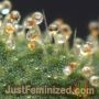 Platinum Gorilla Cookies by Just Feminized THC Content Potency Strength CBD Height Yield Flowering Time Indica Sativa Genetics