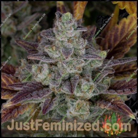 Platinum Gorilla Cookies Fast V Marijuana Strain by Just Feminized For Sale Online at Cannabis Seeds Outlet