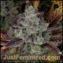 Platinum Gorilla Cookies Fast V Marijuana Strain by Just Feminized For Sale Online at Cannabis Seeds Outlet