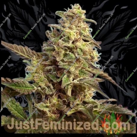 Poison Green Fast V Marijuana Strain by Just Feminized For Sale Online at Cannabis Seeds Outlet