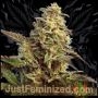 Poison Green Fast V Marijuana Strain by Just Feminized For Sale Online at Cannabis Seeds Outlet