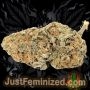 Just Feminized Poison Green Fast V Smoke Buds Weed Ganja Skunk Dope Pot Images Pics Nuggets