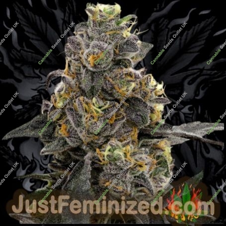Poison Runtz Marijuana Strain by Just Feminized For Sale Online at Cannabis Seeds Outlet