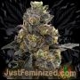 Poison Runtz Marijuana Strain by Just Feminized For Sale Online at Cannabis Seeds Outlet