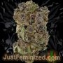 Just Feminized Poison Runtz Smoke Buds Weed Ganja Skunk Dope Pot Images Pics Nuggets
