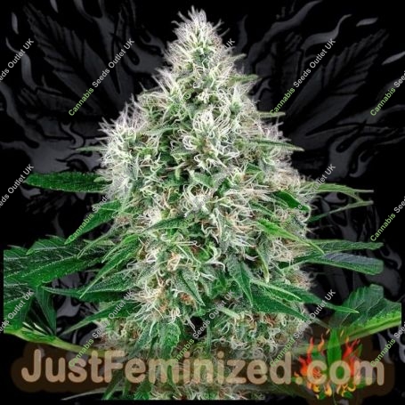 Power Plant Auto Marijuana Strain by Just Feminized For Sale Online at Cannabis Seeds Outlet