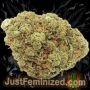 Just Feminized Power Plant Auto Smoke Buds Weed Ganja Skunk Dope Pot Images Pics Nuggets