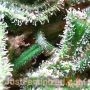 Power Plant Auto by Just Feminized THC Content Potency Strength CBD Height Yield Flowering Time Indica Sativa Genetics