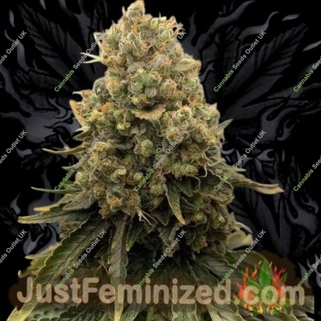 Power Plant Marijuana Strain by Just Feminized For Sale Online at Cannabis Seeds Outlet