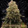Power Plant Marijuana Strain by Just Feminized For Sale Online at Cannabis Seeds Outlet