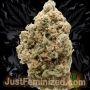 Just Feminized Power Plant Smoke Buds Weed Ganja Skunk Dope Pot Images Pics Nuggets