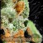Power Plant by Just Feminized THC Content Potency Strength CBD Height Yield Flowering Time Indica Sativa Genetics