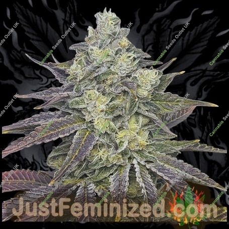 Purple Gelato Auto Marijuana Strain by Just Feminized For Sale Online at Cannabis Seeds Outlet