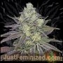 Purple Gelato Auto Marijuana Strain by Just Feminized For Sale Online at Cannabis Seeds Outlet