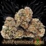 Just Feminized Purple Gelato Auto Smoke Buds Weed Ganja Skunk Dope Pot Images Pics Nuggets