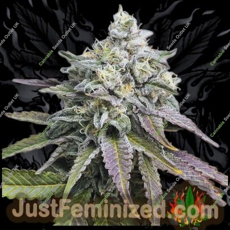 Purple Gelato Marijuana Strain by Just Feminized For Sale Online at Cannabis Seeds Outlet