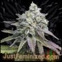Purple Gelato Marijuana Strain by Just Feminized For Sale Online at Cannabis Seeds Outlet