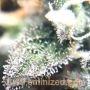 Purple Gelato by Just Feminized THC Content Potency Strength CBD Height Yield Flowering Time Indica Sativa Genetics