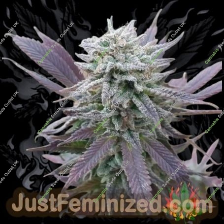 Purple Haze Auto Marijuana Strain by Just Feminized For Sale Online at Cannabis Seeds Outlet