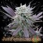 Purple Haze Auto Marijuana Strain by Just Feminized For Sale Online at Cannabis Seeds Outlet