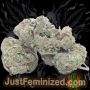 Just Feminized Purple Haze Auto Smoke Buds Weed Ganja Skunk Dope Pot Images Pics Nuggets