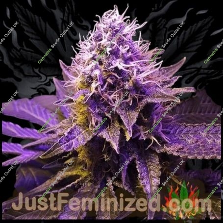 Purple Haze Marijuana Strain by Just Feminized For Sale Online at Cannabis Seeds Outlet