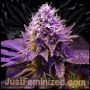 Purple Haze Marijuana Strain by Just Feminized For Sale Online at Cannabis Seeds Outlet