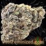 Just Feminized Purple Haze Smoke Buds Weed Ganja Skunk Dope Pot Images Pics Nuggets