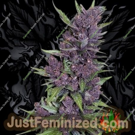 Purple Kush Auto Marijuana Strain by Just Feminized For Sale Online at Cannabis Seeds Outlet