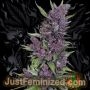 Purple Kush Auto Marijuana Strain by Just Feminized For Sale Online at Cannabis Seeds Outlet