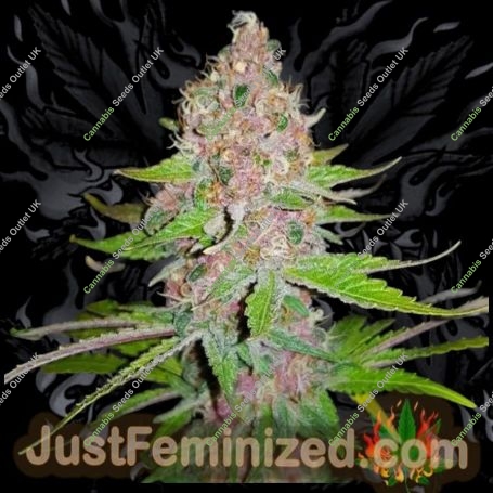 Purple Kush Marijuana Strain by Just Feminized For Sale Online at Cannabis Seeds Outlet