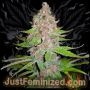 Purple Kush Marijuana Strain by Just Feminized For Sale Online at Cannabis Seeds Outlet