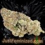 Just Feminized Purple Kush Smoke Buds Weed Ganja Skunk Dope Pot Images Pics Nuggets