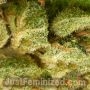 Purple Kush by Just Feminized THC Content Potency Strength CBD Height Yield Flowering Time Indica Sativa Genetics