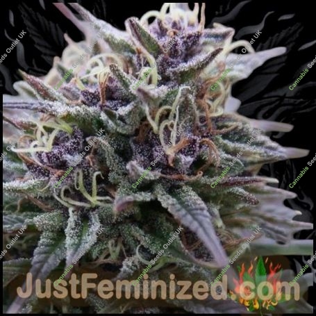 Purple Maroc Marijuana Strain by Just Feminized For Sale Online at Cannabis Seeds Outlet