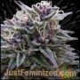 Purple Maroc Marijuana Strain by Just Feminized For Sale Online at Cannabis Seeds Outlet