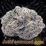 Just Feminized Purple Maroc Smoke Buds Weed Ganja Skunk Dope Pot Images Pics Nuggets